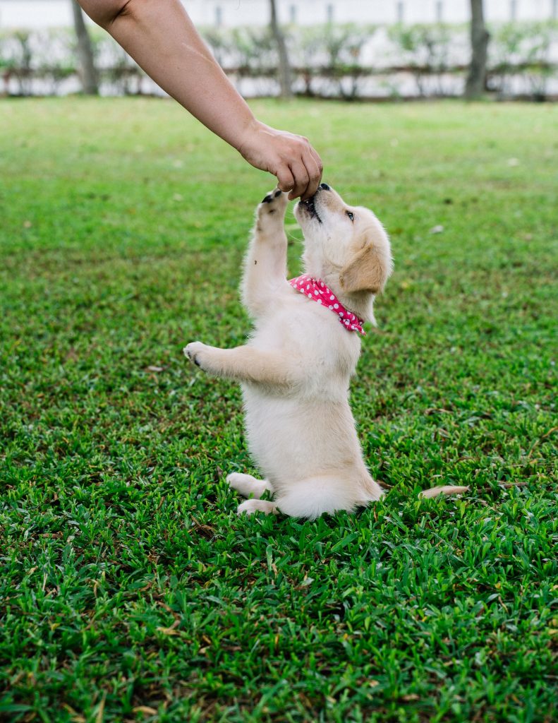 Puppy training for beginners at home