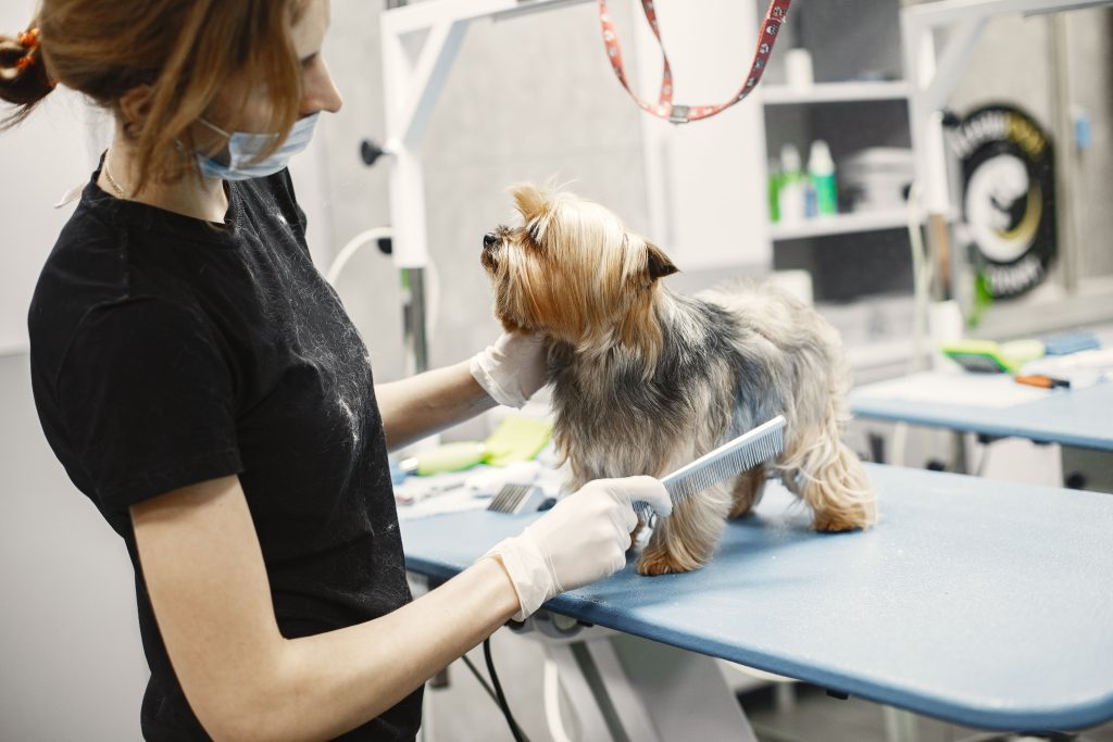 Beginner puppy care guide for feeding grooming and training