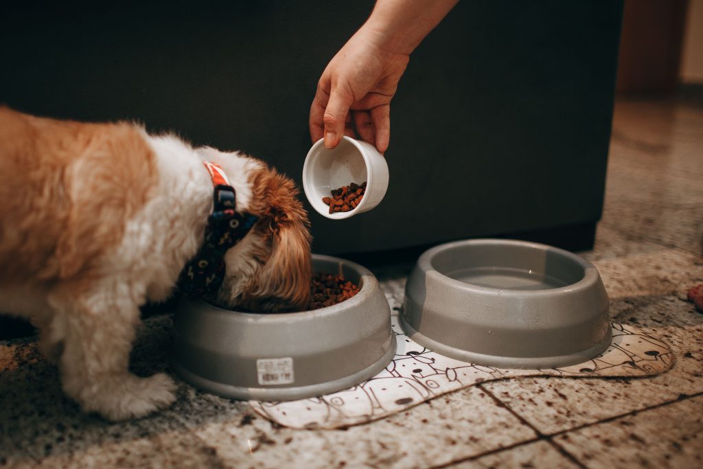Puppy feeding and daily care routine for new owners