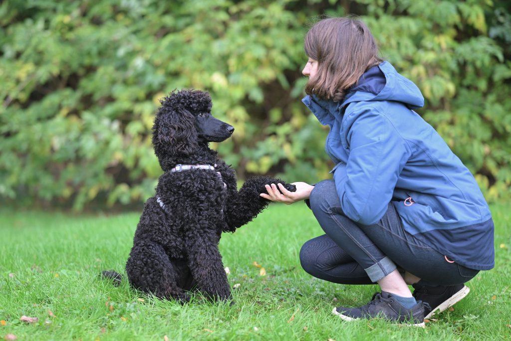 Beginner puppy care guide for feeding, grooming and training
