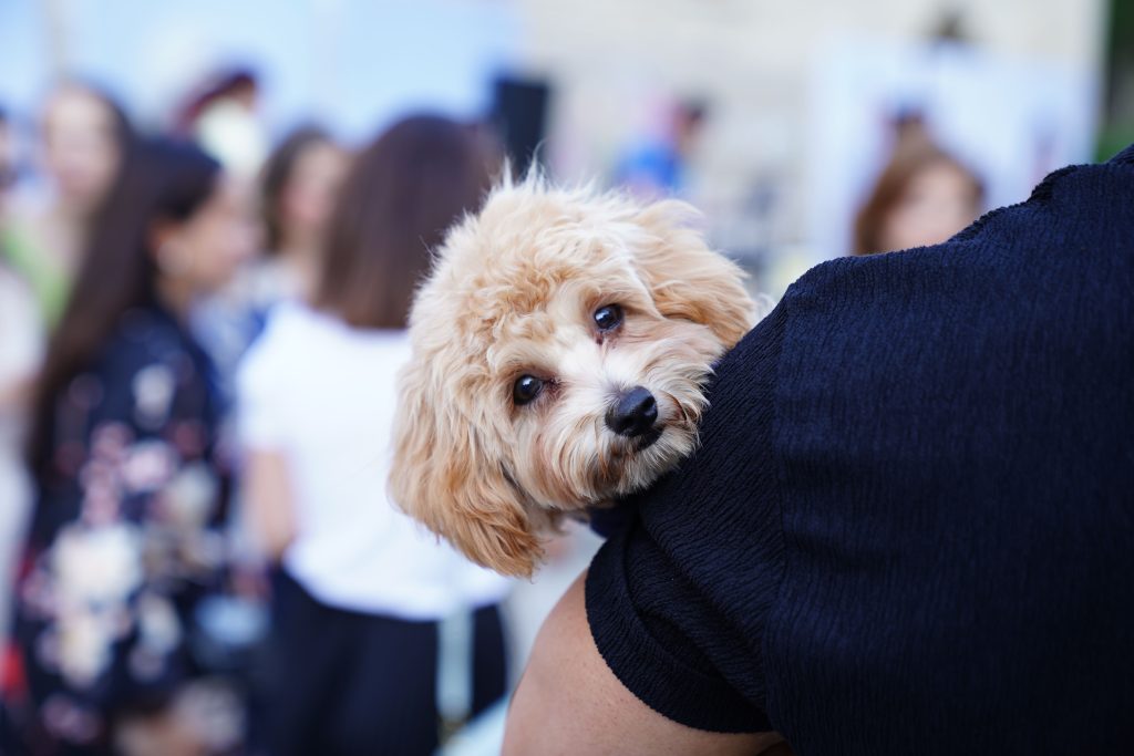 How to take care of a puppy for beginners at home